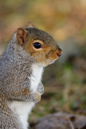 Close up portrait of a grey squirrel standing upの写真素材