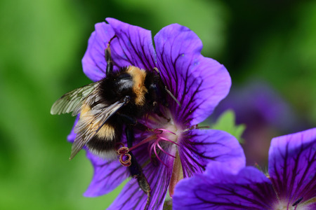 Macro shot of a bumblebee polliating a geranium flowerの写真素材