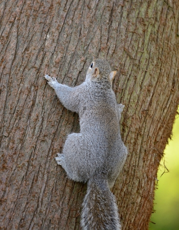 Portrait of a grey squirrel climbing a treeの写真素材