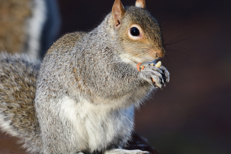 Close up portrait of a gray squirrel eating a nutの写真素材