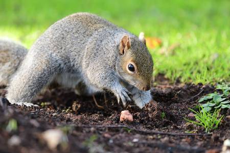 Portrait of a grey squirrel digging in the gardenの写真素材
