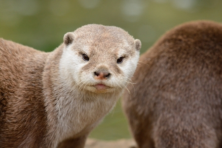 Head shot of an Asian small clawed otter (aonyx cinerea)の写真素材