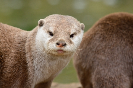 Head shot of an Asian small clawed otter (aonyx cinerea)の素材 [FY310107041119]