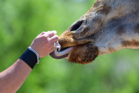 Close up head shot of a kordofan giraffe (giraffa camelopardalis antiquorum) being hand fed by a tourist in a zooの写真素材