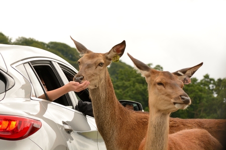 Close up of a tame red deer (cervus elaphus) being hand fed from tourists in a carの写真素材