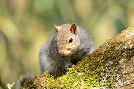 Portrait of a gray squirrel sitting in a treeの写真素材
