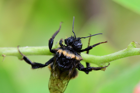 Macro shot of a wet bumble bee climbing on a runner bean podの写真素材