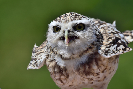 Portrait of a burrowing owl (Athene cunicularia) flappijng it's wingsの写真素材