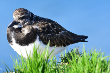 Close up portrait of a turnstone on Weymouth pierの写真素材