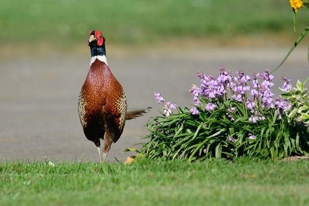 Porttrait of a common pheasant (phasianus colchicus) walking past a flowerbed in the garden
