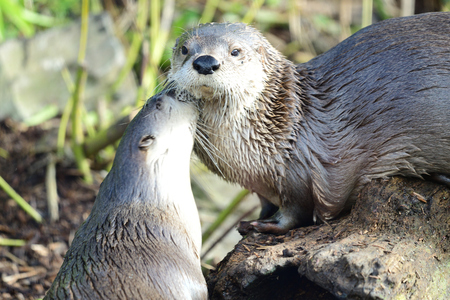 Portrait of two Asian small clawed otters (aonyx cinerea) cuddlingの写真素材