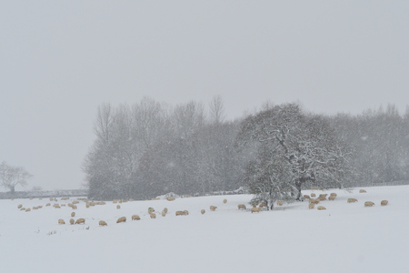 Sheep in a field on a snowy dayの写真素材