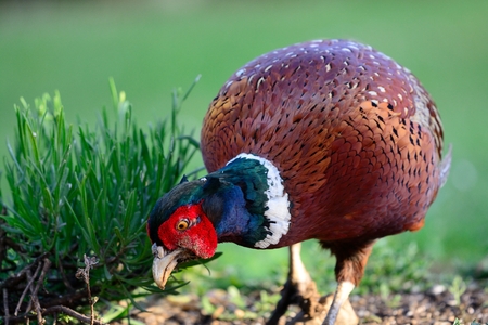 Close up of a common pheasant (phasianus colchicus) fofaging for food