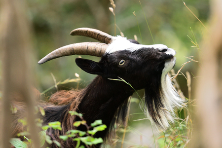 Close up portrait of a wild goat in the woods at Cheddar gorge in Somersetの写真素材
