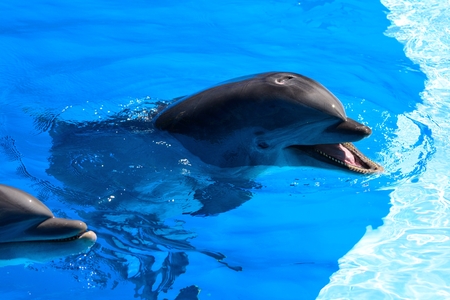 Portrait of a dolphin swimming in the water