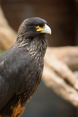 Close up portrait of a golden eagle (aquila chrysaetos)の写真素材