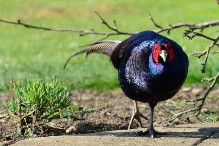 Portrait of a melanistic mutant pheasant exploring in the gardenの写真素材