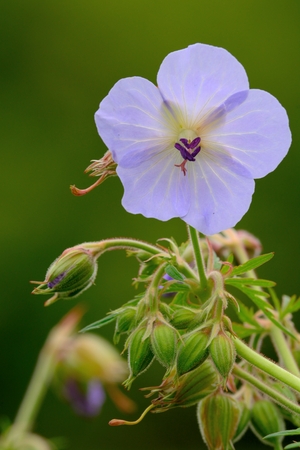Close up of a meadow geranium (geranium pratense) in bloomの写真素材