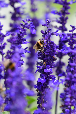 Close up of a bumble bee pollinating lavender flowersの写真素材