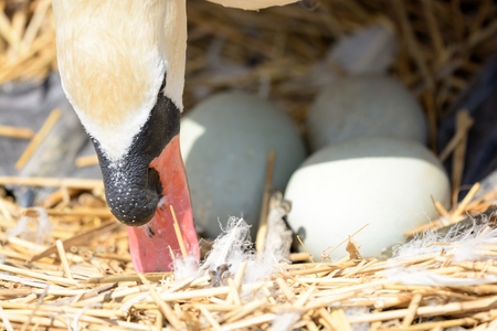 Close up head shot of a mute swan (cygnus olor)  looking after eggs in  the nestの写真素材