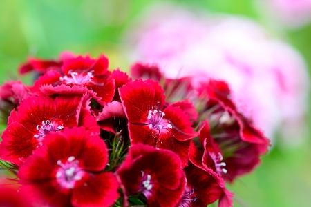 Close up of red sweet William (dianthus barbatus) flowers in the gardenの写真素材