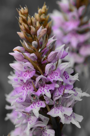 Coloursplash of a common spotted orchid(dactylorhiza fuchsii)の写真素材