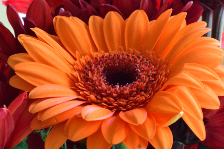 Close up of an orange gerbera flower in bloomの写真素材