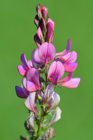Close up of a common sainfoin (onobrychis viciifolia) flower in bloom with a green backgroundの写真素材