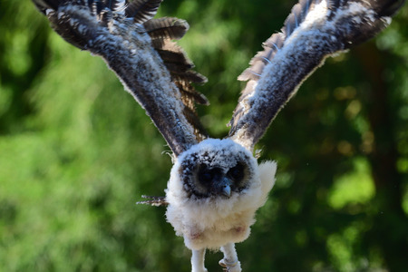 Close up of a baby brown wood owl (strix leptogrammica) in flightの写真素材