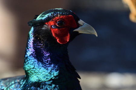 Head shot of a melanistic mutant pheasantの写真素材