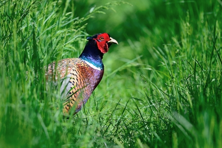 Portrait of a common pheasant (phasianus colchicus) in the long grassの写真素材