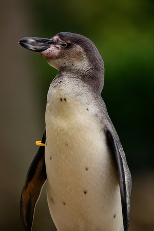 Portrait of a Humboldt penguin (spheniscus humboldti)の写真素材