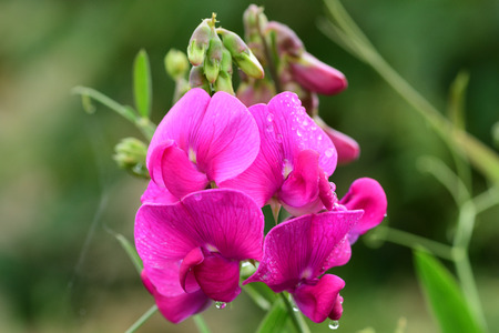 Close up of pink sweet pea (lathyrus odoratus) flowers after a rain stormの写真素材