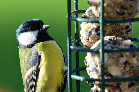 Portrait of a great tit (parus major) feeding on a bird feederの写真素材