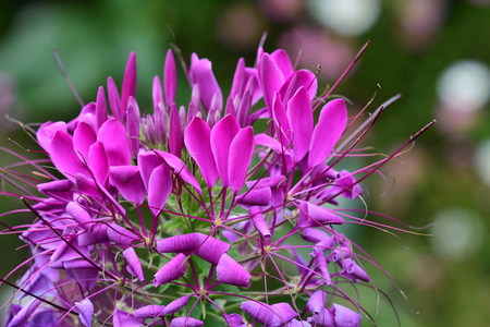 Close up of a pink spiderflower (cleome hassleriana) in bloom in the gardenの写真素材