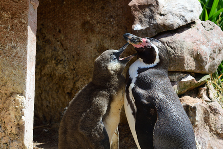 Portrait of a Humboldt penguin (speniscus humboldti) with a baby penguinの写真素材