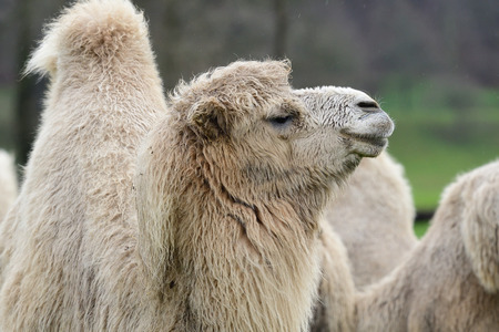 Close up portrait of a camel