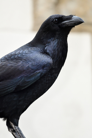 Close up portrait of a common raven (corvus corax)の写真素材