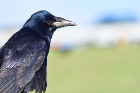 Close up portrait of a rook (corvus frugilegus)