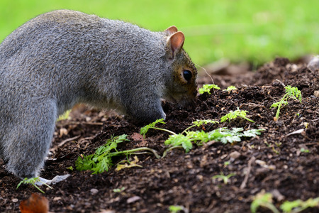 Close up of a gray squirrel (sciurus carolinensis) digging up a flower bed