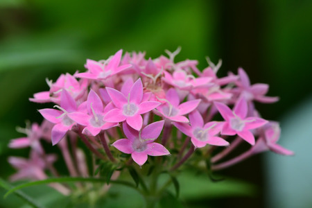 Close up of pink Egyptian starcluster flowers (pentas lanceolata)の写真素材
