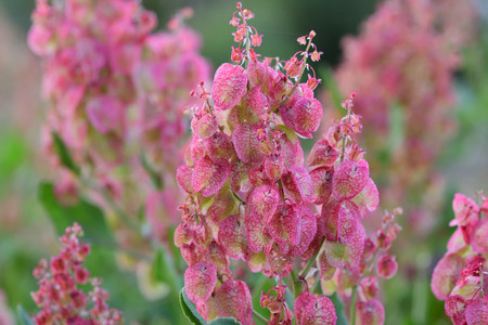Close up of bladder dock (rumex vesicarius) flowers