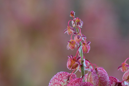 Macro shot of bladder dock (rumex vesicarius) flowersの写真素材