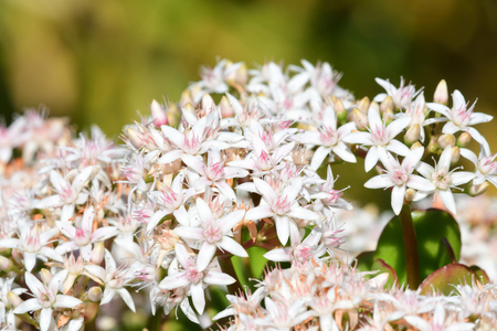 Close up of flowers on a jade plant (crassula ovata)の写真素材