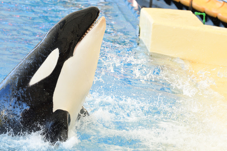 Close up of a killer whale (orcinus orca) performing in a whale showの写真素材