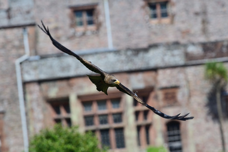 Close up of a black kite (milvus migrans) flying during a falconry demonstration