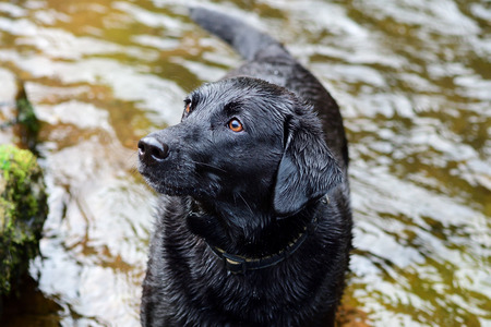 Portrait of a young black Labrador standing in a riverの写真素材