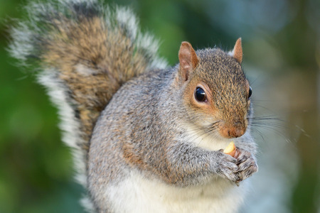 Close up of a grey squirrel (sciurus carolinensis) eating a nutの写真素材