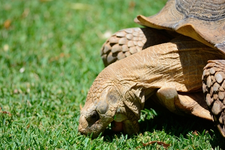 Portrait of a tortoise eating grass