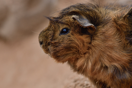 Close up head shot of a guinea pigの写真素材